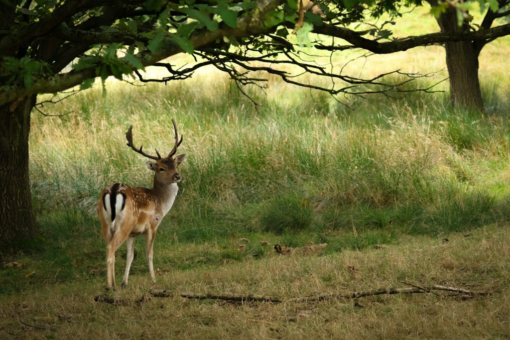 Naturmanagement: Reh in der Landschaft